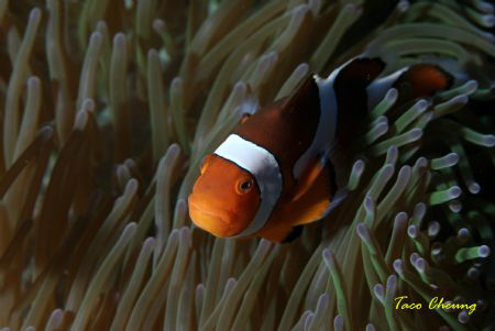 Crown Anemonefish at Bohol by Taco Cheung 