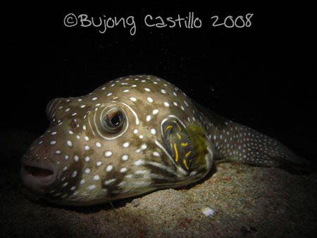 Dozing Puffer - Taken on a night dive at Sabang Wrecks di... by Arthur Castillo 
