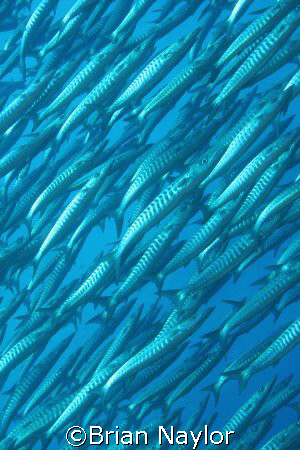 "Barracuda Wall", @ Chumphon Pinnacle, @ 30m looking up by Brian Naylor 