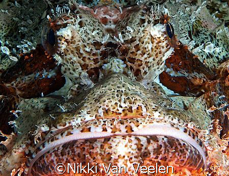 Scorpionfish up close, taken with at Ras Umm Sid with E30... by Nikki Van Veelen 