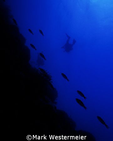 Swimming Away - Image taken in Turks and Caicos with a Ni... by Mark Westermeier 