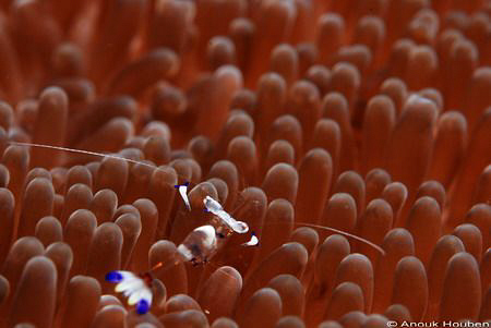 Commensal shrimp, Periclimenes magnificus. Picture taken ... by Anouk Houben 