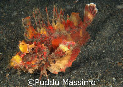 lembeh strait,nikon d2x,6omm macro by Puddu Massimo 