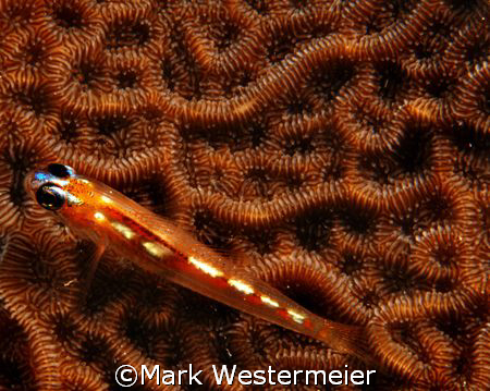 Orange Designs - Image taken in Bonaire with a Nikon D100... by Mark Westermeier 