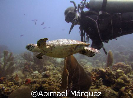 Hawksbill Turtle, St. John, U.S.V.I. by Abimael Márquez 