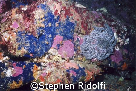 COLORS EVERYWHERE. This was taken 2 weeks ago at point Lo... by Stephen Ridolfi 