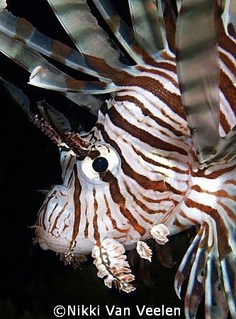 Classic lionfish portrait taken at Ras Umm Sid with E300. by Nikki Van Veelen 