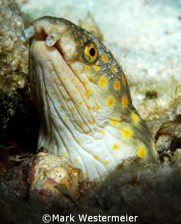 Looking About - Image taken in Bonaire with a Nikon D100,... by Mark Westermeier 
