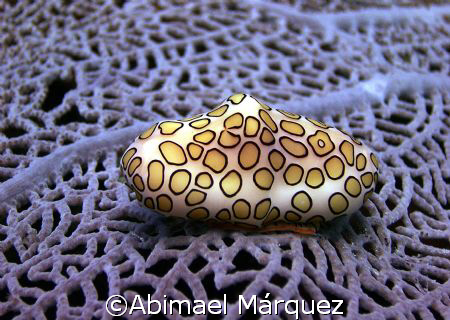 Flamingo Tongue, Cerro Gordo Beach, Vega Alta, Puerto Rico by Abimael Márquez 