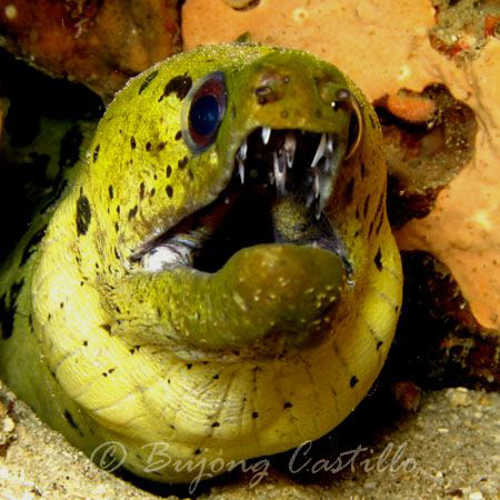 Fimbriated Moray - Taken at Tres Cuevas dive site in Anil... by Arthur Castillo 