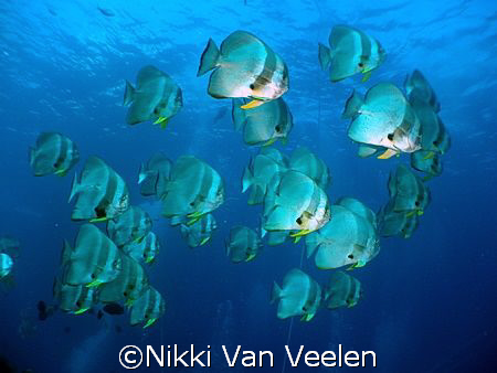 Batfish on the Thistlegorm taken with E300. by Nikki Van Veelen 