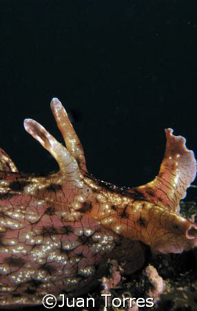 California Sea Hare, taken in Los Coronados (off the coas... by Juan Torres 