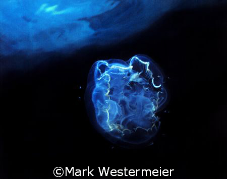 Moon Jelly - Image taken in Key Largo with a Nikonos III,... by Mark Westermeier 