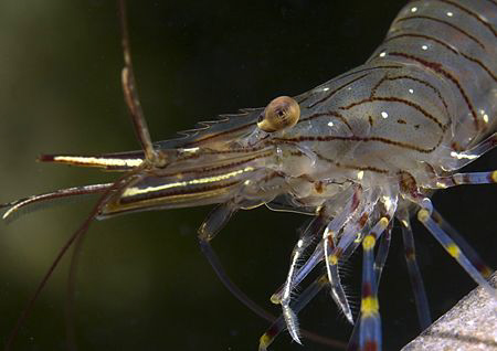 Prawn.
Aughrusmore Pier, Connemara.
60mm. by Mark Thomas 