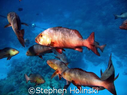 First Shot on the Great Barrier Reef. Taken with a Powers... by Stephen Holinski 