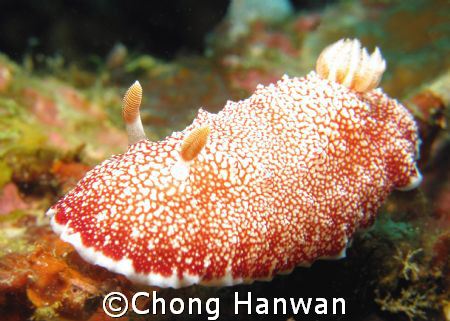 taken with canon G9.
 by Chong Hanwan 