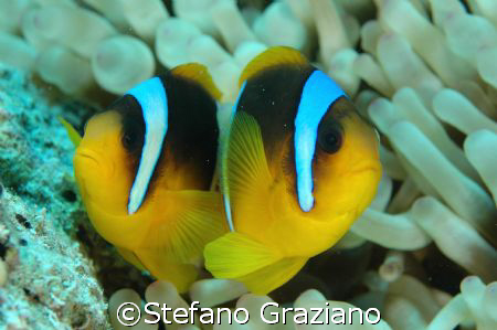 Scientific name:Amphiprion clarkii.  Spot: Isole Visayas  by Stefano Graziano 