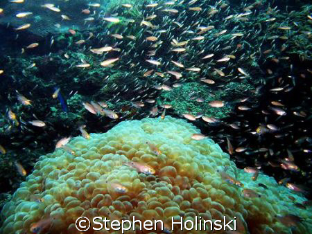 Bubble Coral and some resident fish swimming about.  Take... by Stephen Holinski 
