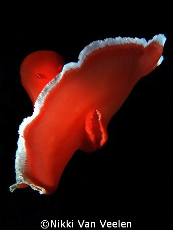 "The dancer" specialy for Jeff the ultimate "nudi" taken ... by Nikki Van Veelen 