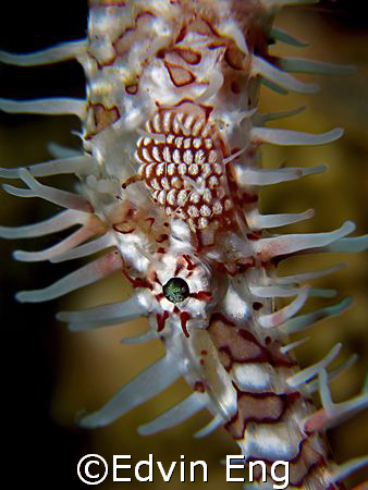 Face Of A Ghost! Taken In Tulamben With Canon G7. by Edvin Eng 