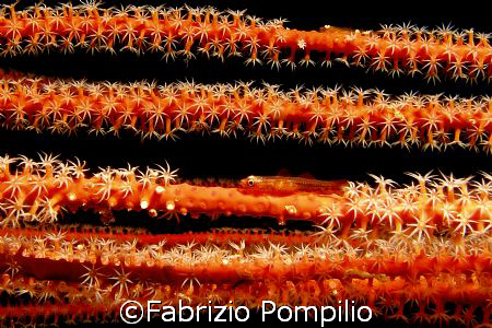red mimetic by Fabrizio Pompilio 
