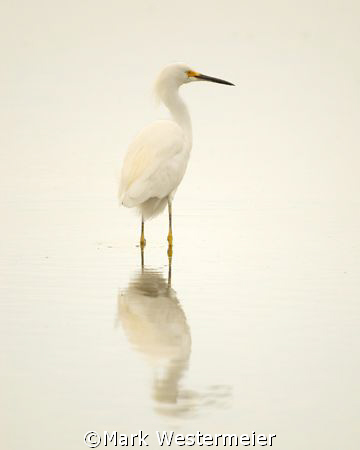 Foggy Morning Fishing - Image taken in SW Florida with a ... by Mark Westermeier 