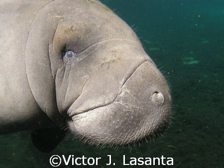  very nice guy!!! at crystal rivers FL...... by Victor J. Lasanta 