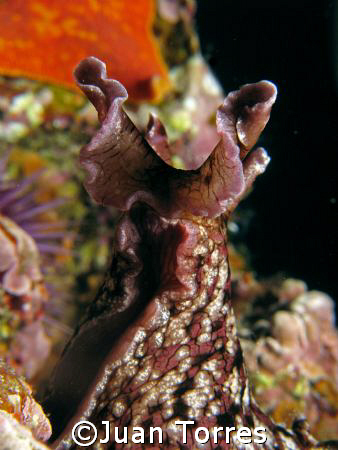California Sea-hare close up.  Canon G-7, Inon 165 lens, ... by Juan Torres 