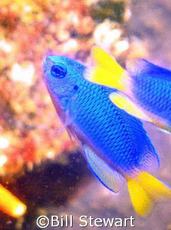 "Neon Damsel"  This shot was taken October 14, 2007 at 9:... by Bill Stewart 