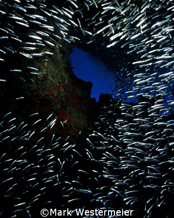 Silversides - Image taken in Key Largo with a Nikonos V, ... by Mark Westermeier 