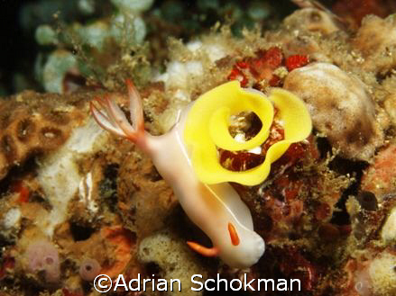 Beauty with it's Eggs. Anilao Philippines - Olympus E-330... by Adrian Schokman 
