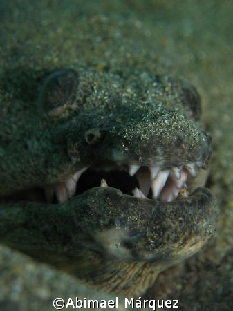 Snake Eel, Crash Boat, Aguadilla, Puerto Rico.
It is the... by Abimael Márquez 