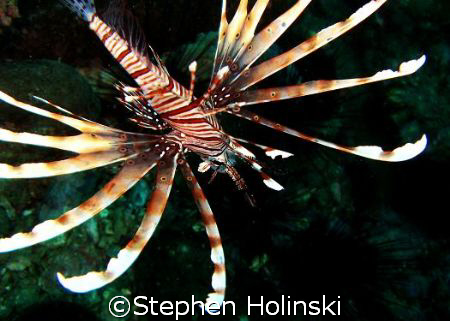 'Flying' Lionfish. Taken with Canon G7, no strobe. by Stephen Holinski 