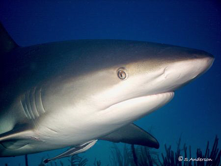 This image was taken while diving in Nassau in August 200... by Steven Anderson 