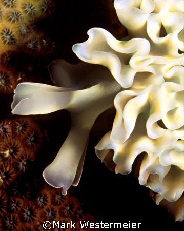 Lettuce Slug - Image taken in Bonaire with a Nikonos V, 3... by Mark Westermeier 