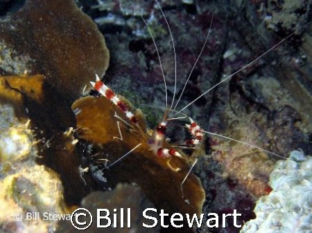 "Banded Boxer Shrimp"  Photo taken during a night dive on... by Bill Stewart 