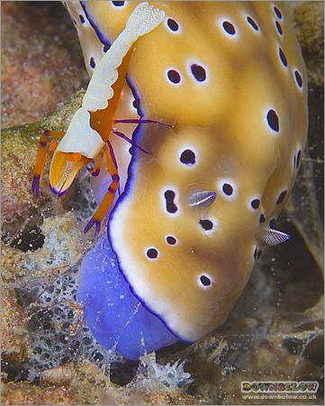 Sharing a Meal with your Partner. Nudibranch - Risbecia t... by Richard And Joanne Swann 