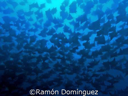 School of mobulas. Sea of Cortéz. by Ramón Domínguez 