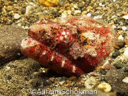 Chance upon this beauty at end of dive. Anilao Philippine... by Adrian Schokman 