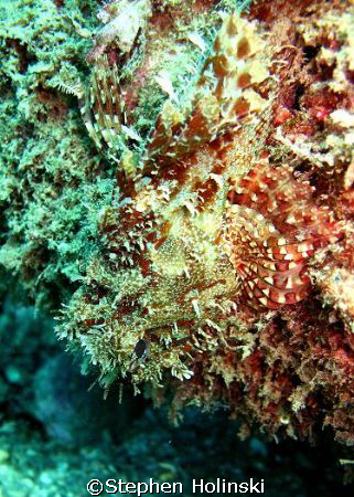 Well-hidden Scorpionfish by Stephen Holinski 