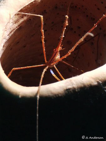 Coming out for a look is an Arrow Crab. This photo was ta... by Steven Anderson 