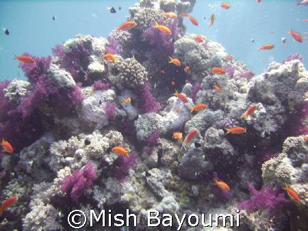 Nice mix of colours by Mish Bayoumi 