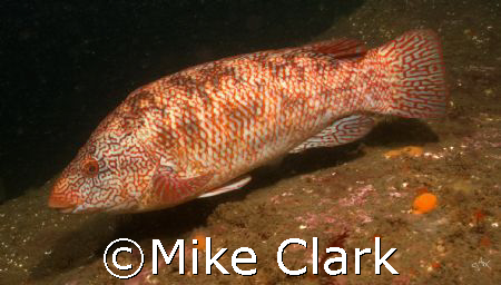 Ballan Wrasse, St. Abbs, Scotland by Mike Clark 