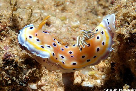 Nudibranch, Chromodoris geminus. Picture taken on the sec... by Anouk Houben 