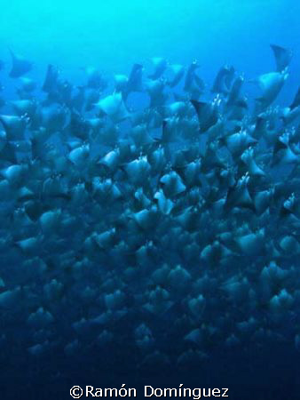 Mobula mantas. Sea of Cortéz. by Ramón Domínguez 