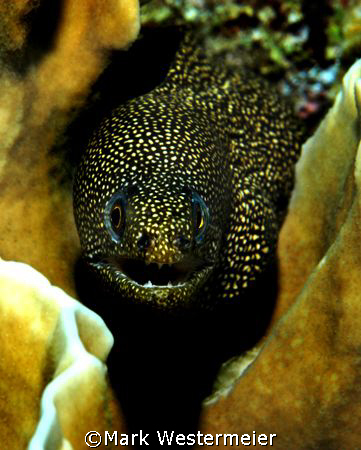 Prowling - Image taken in Bonaire with a Nikon D100, 105m... by Mark Westermeier 