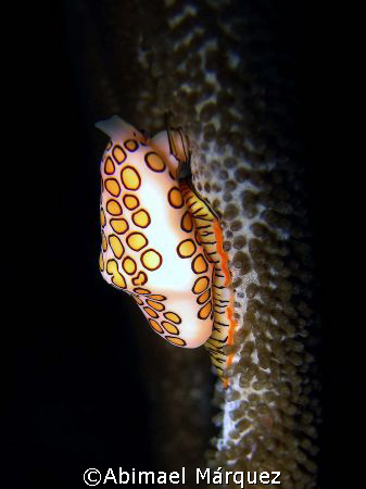 Flamingo Tongue, Puerto Rico by Abimael Márquez 