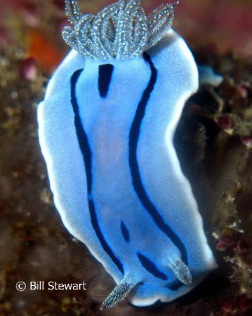 Nudibranch taken during a day trip to Calangaman Island f... by Bill Stewart 