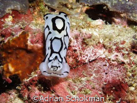 Woof!!! Woof!!!... Taken at Anilao Philippines with Olymp... by Adrian Schokman 