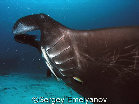 Manta ray by Sergey Emelyanov 